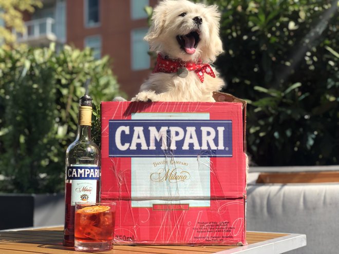 Campari & Canines 2019.jpg