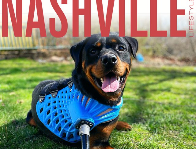 Pets - Nashville Lifestyles