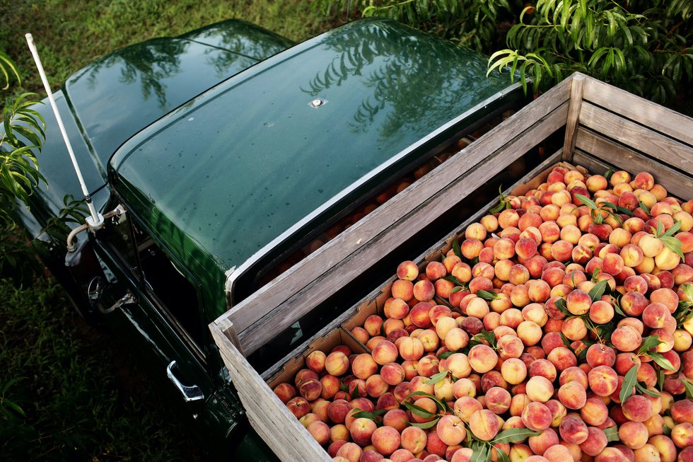 Peaches in truck.jpg