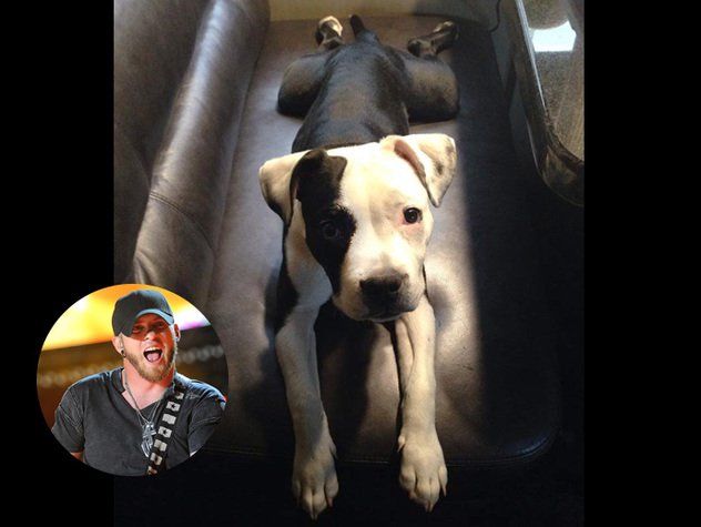 Dog for adoption - Country Litter-Hank Williams Jr , a Pit Bull Terrier Mix  in Charlotte, NC