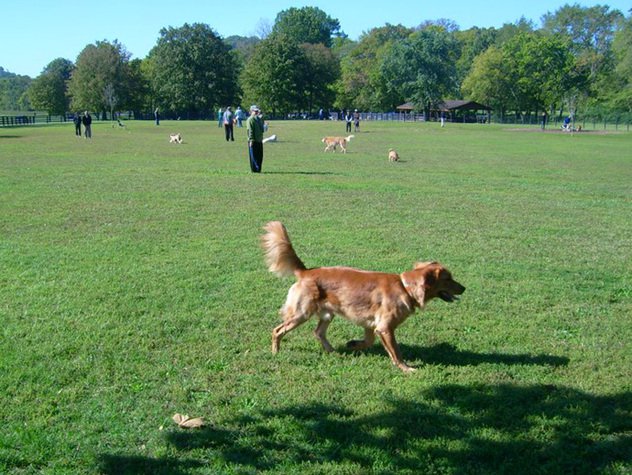 nutro dog park