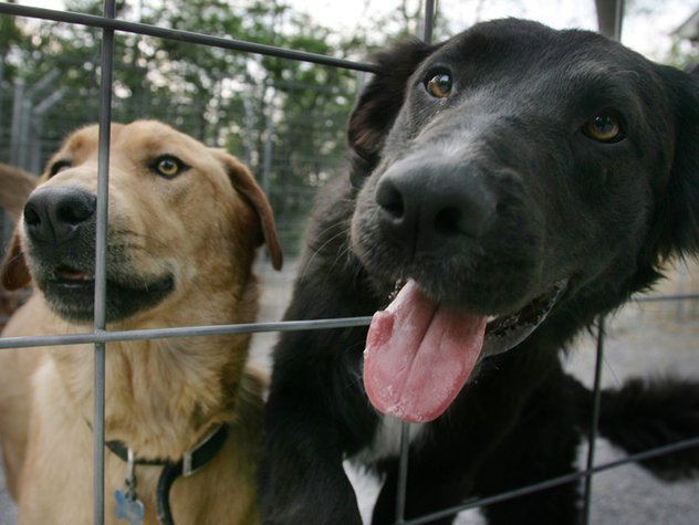 Nashville Animal Rescue and Adoption Groups - Nashville Lifestyles