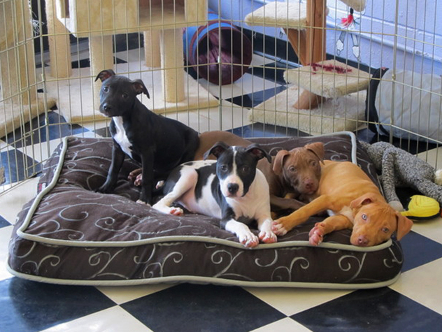 Nashville Animal Rescue and Adoption Groups Nashville Lifestyles