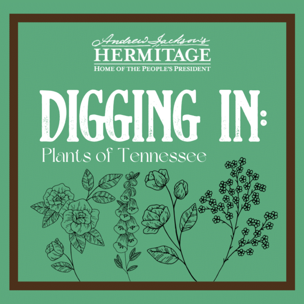 Digging In - Plants of Tennessee at The Hermitage.png