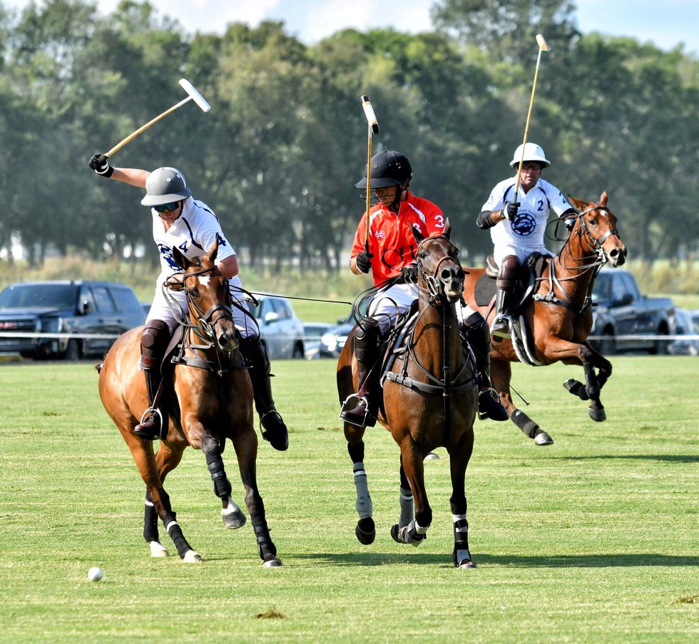 Polo ponies on the field.JPG
